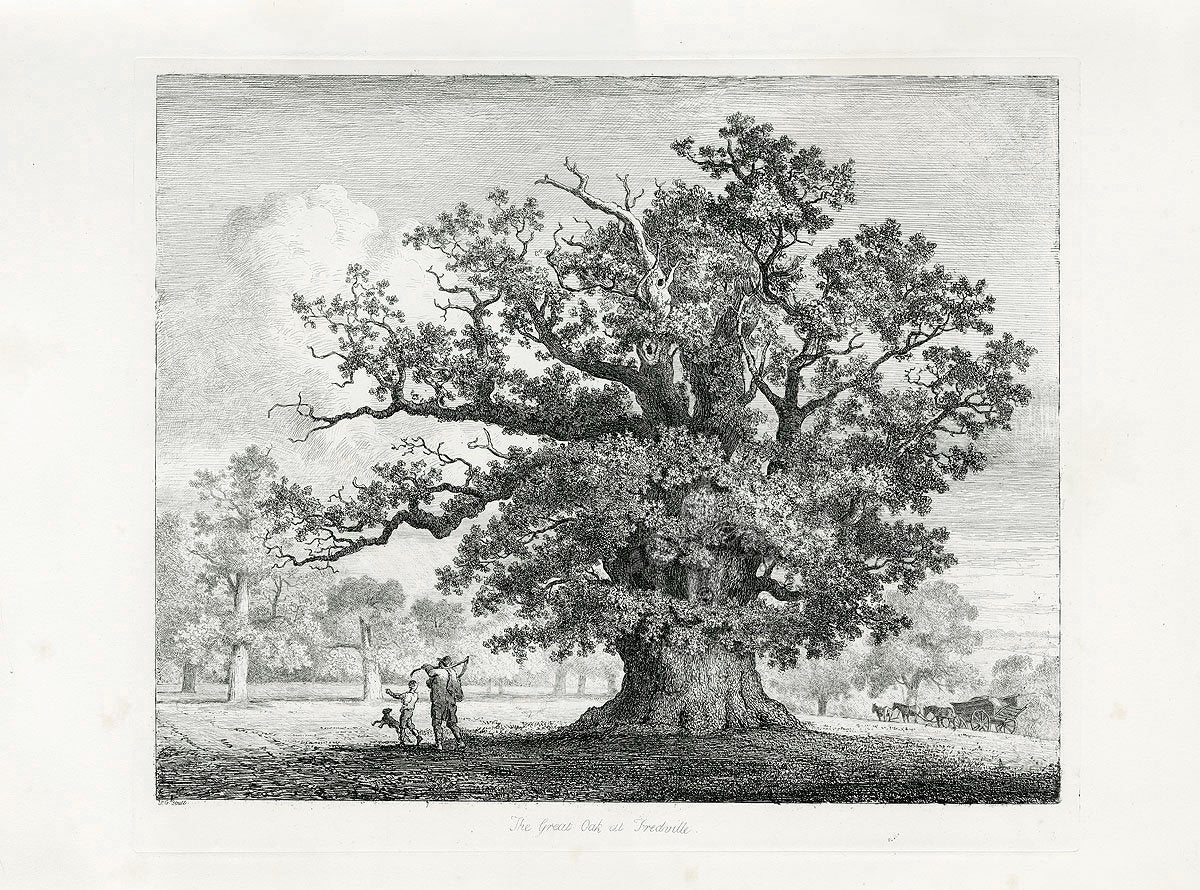 Designing with Oak